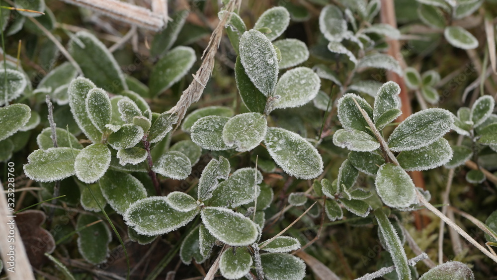 frost leaves in Swedish forests frost leaves in Swedish forests