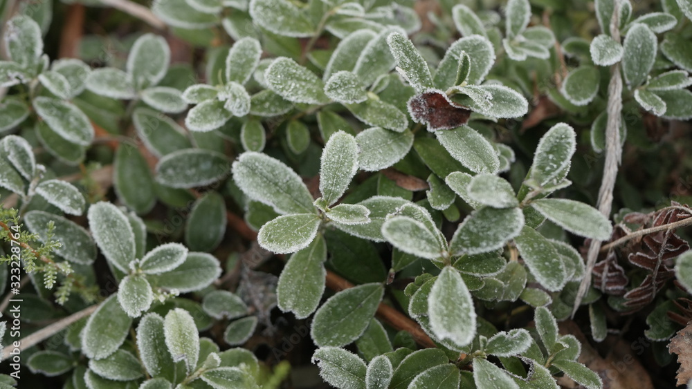 frost leaves in Swedish forests frost leaves in Swedish forests