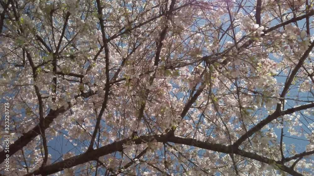 Cherry blossoming season Cherry blossoming season