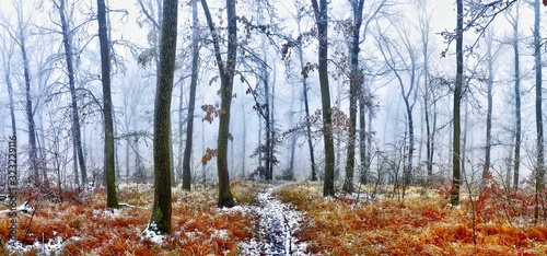 Wallpaper Mural Forest covered with glaze ice,snow and rime during foggy conditions. Oak trees, woodland, winter landscape. Can be used as christmas image. Panoramic image.  . Torontodigital.ca