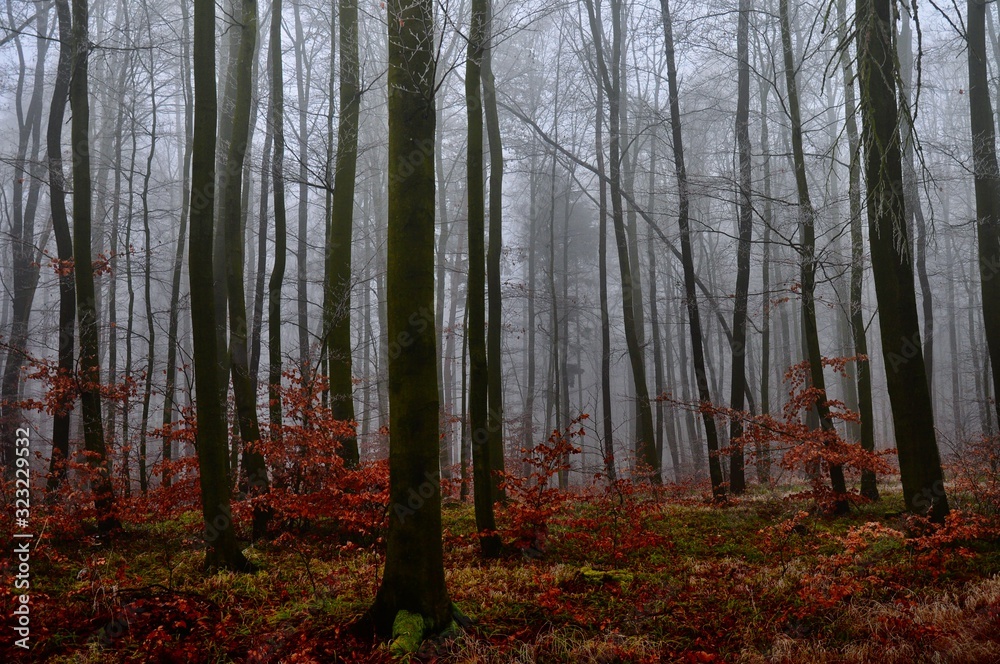 Fototapeta premium Mysterious foggy forest. Beech trees, green forest grass,gloomy winter landscape. .