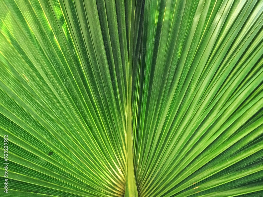 symmetric leaf symmetric leaf
