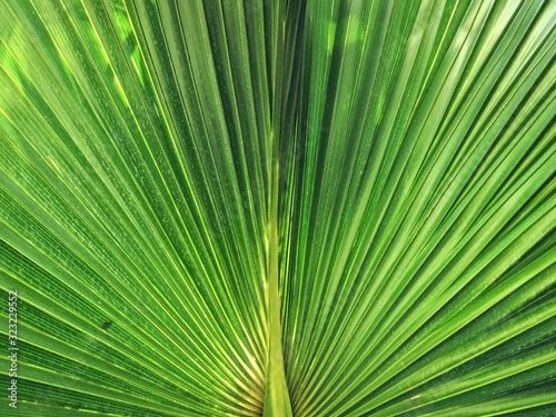 symmetric leaf