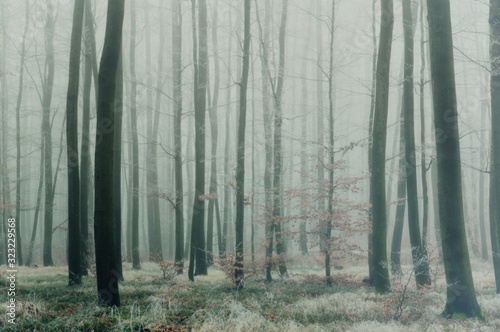 Mysterious foggy forest. Beech trees with brown leafs, green forest bed, gloomy winter landscape. .