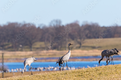 Cranes at the lake in spring