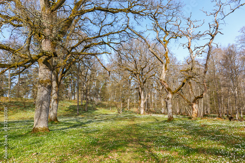 Old oak trees in a parkland at spring with white spring flowers on the ground