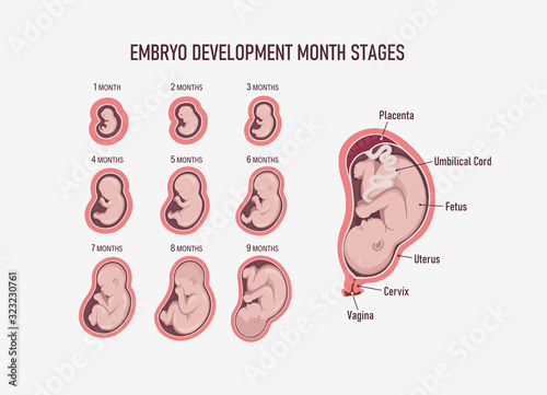 Papier peint Human embryo, stages of fetal development 1 to 9 months