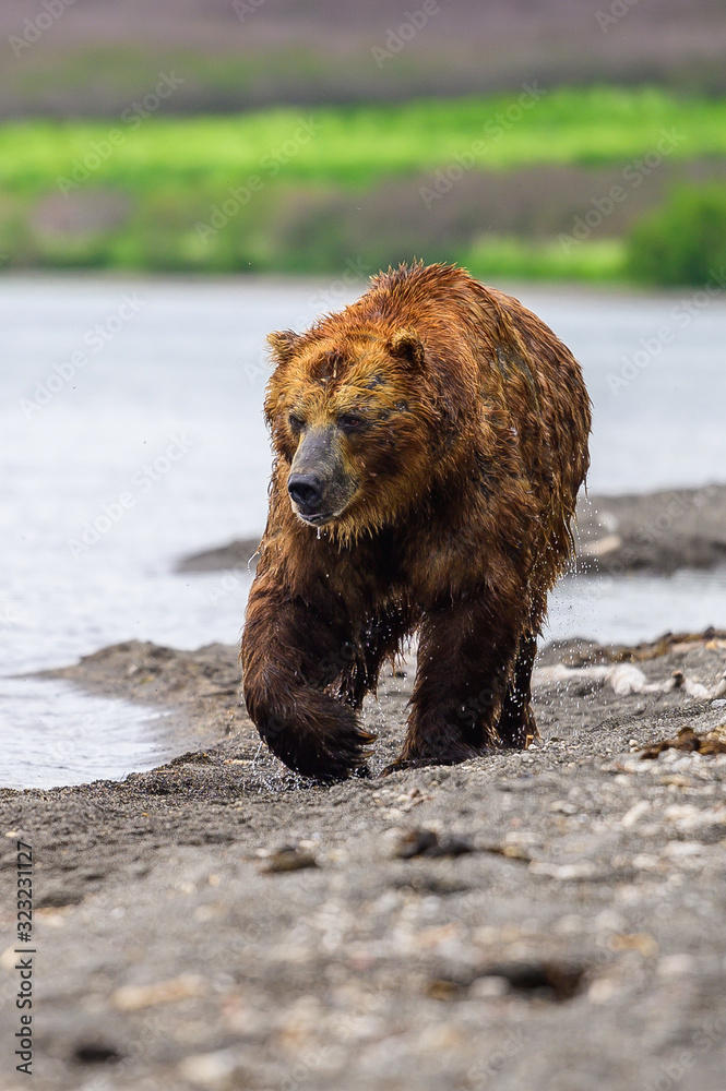 Fototapeta premium Ruling the landscape, brown bears of Kamchatka (Ursus arctos beringianus)