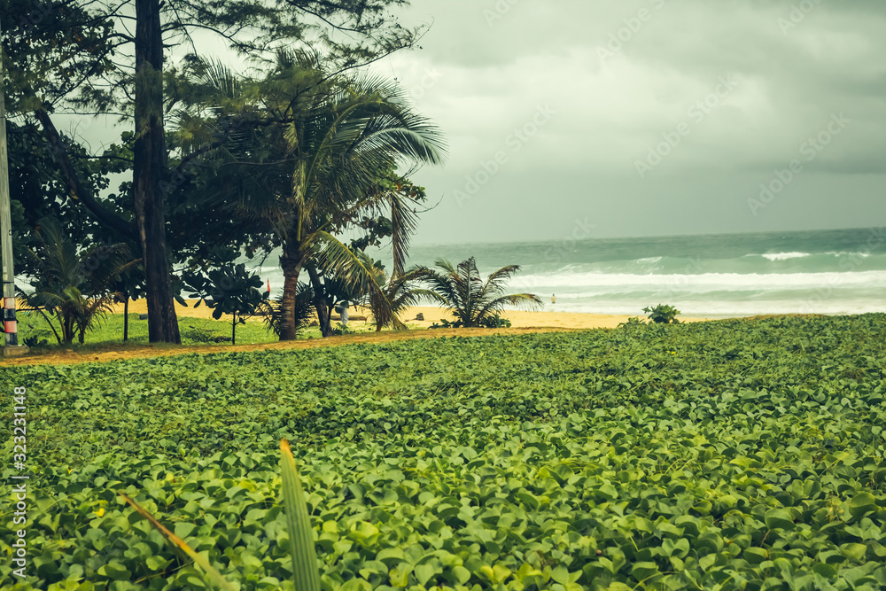 green leaves by the sea in thailand, beautiful summer landscape