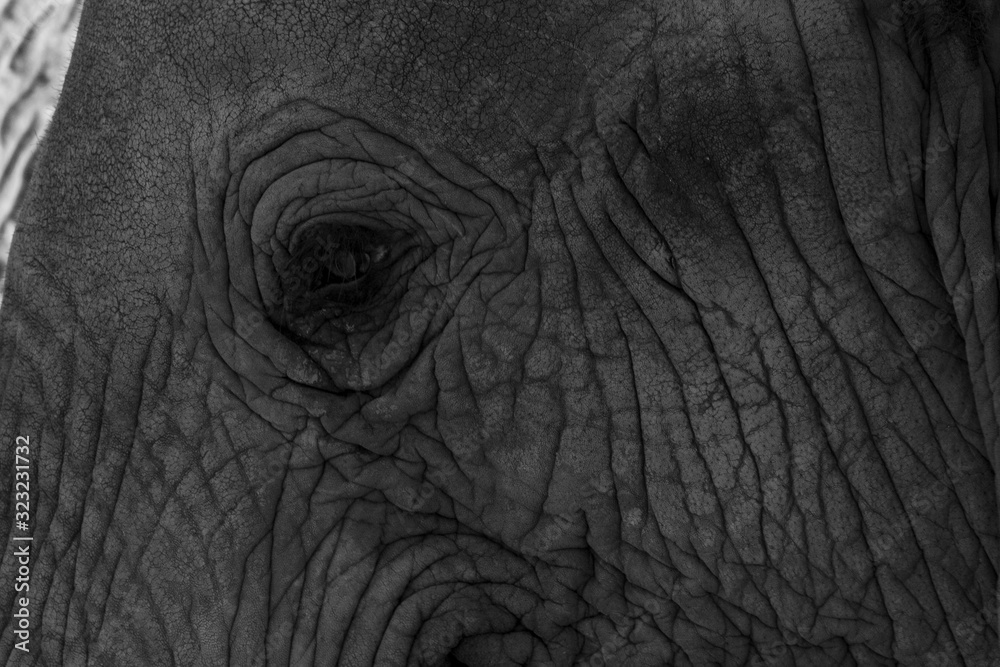 closeup of an elephant closeup of an elephant