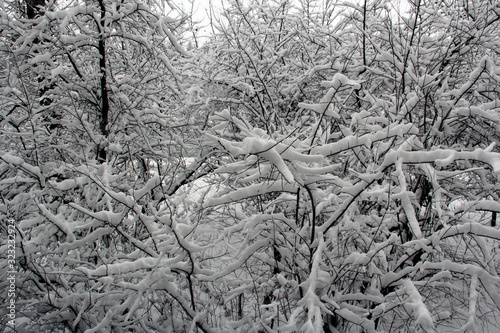 magic snow-covered trees