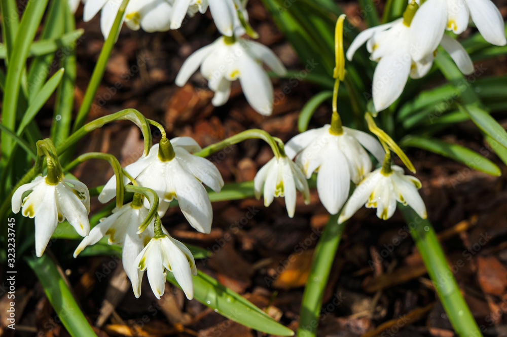 Blooming spring flowers, snowdrops close up Blooming spring flowers, snowdrops close up