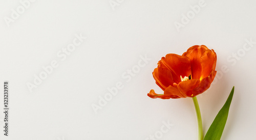 Red tulip on white background, copy space