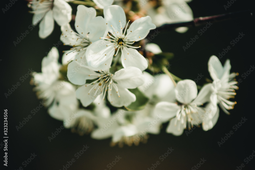 white flowers on a branch - obrazy, fototapety, plakaty 