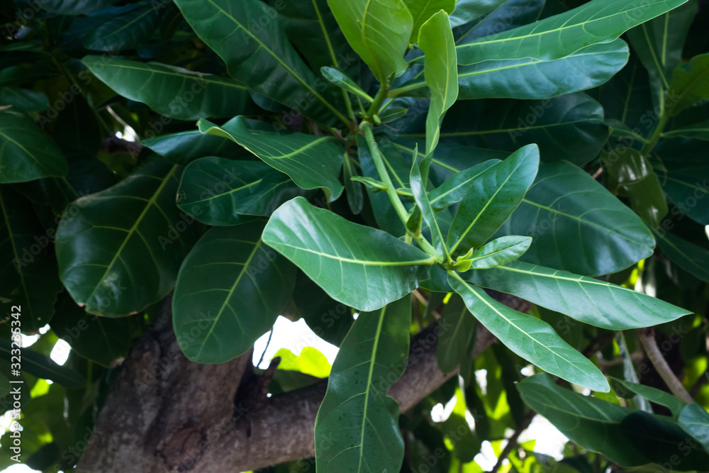 Obraz premium Barringtonia asiatica (fish poison tree, putat or sea poison tree) is a species of Barringtonia native to mangrove habitats