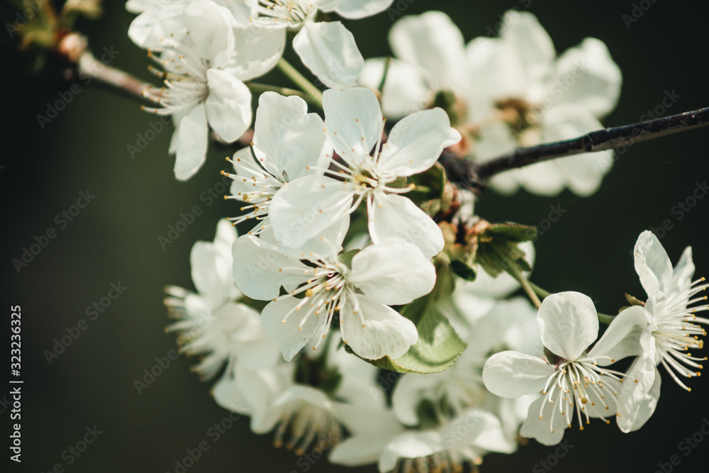 Obraz premium flowering tree close-up in spring