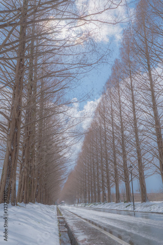 冬のメタセコイヤ