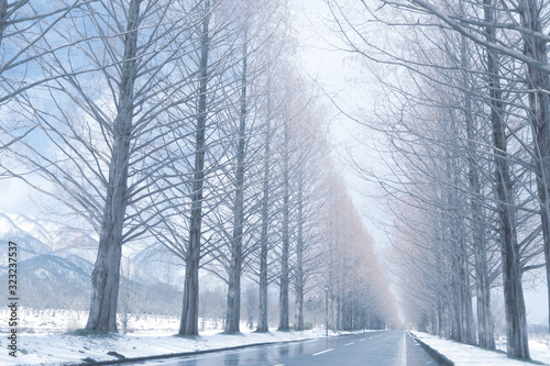 冬のメタセコイヤ