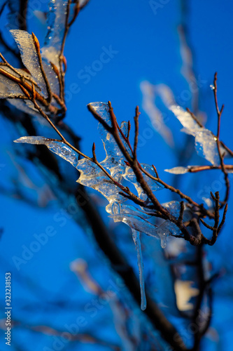 mountain trees with snow and ice on it on sunny, frozy day  photo