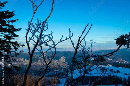 mountain trees on frozen day