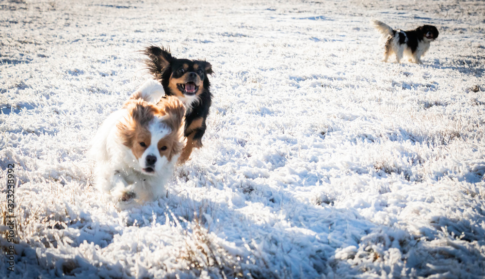 small coloured sweet dogs cavaliers running in to the snowy wild forest small coloured sweet dogs cavaliers running in to the snowy wild forest