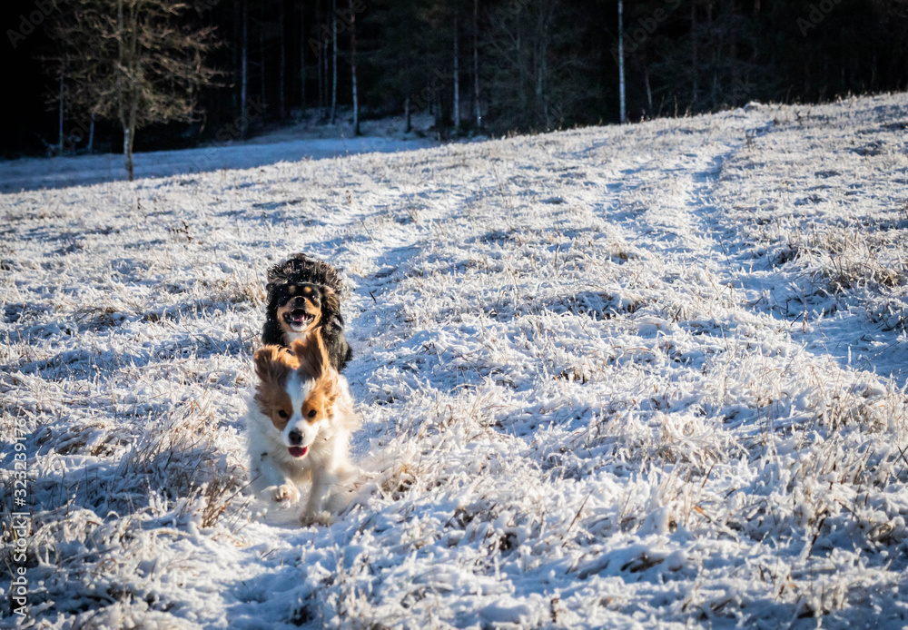 two dogs cavaliers running in to the snowy wild forest