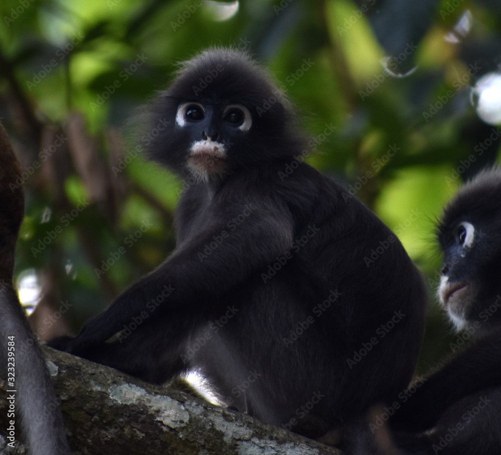 Naklejka premium Young langur monkey resting in a tree in the jungle