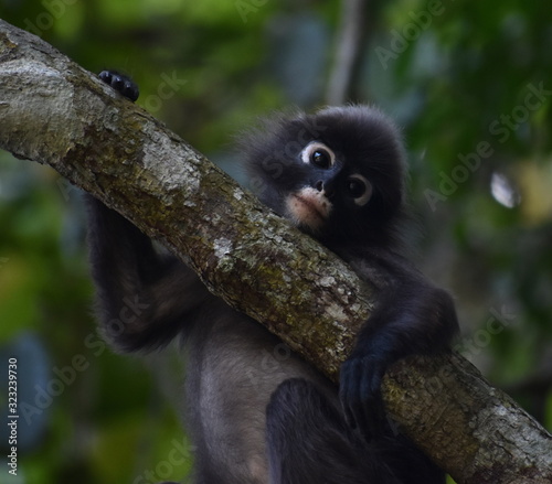 Cute young langur monkey looking at the camera in the jungle