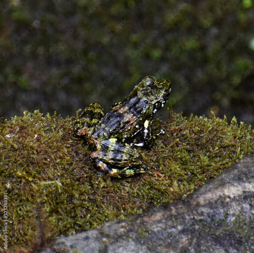 Colorful frog sitting on a mossy rock in the jungle Colorful frog sitting on a mossy rock in the jungle