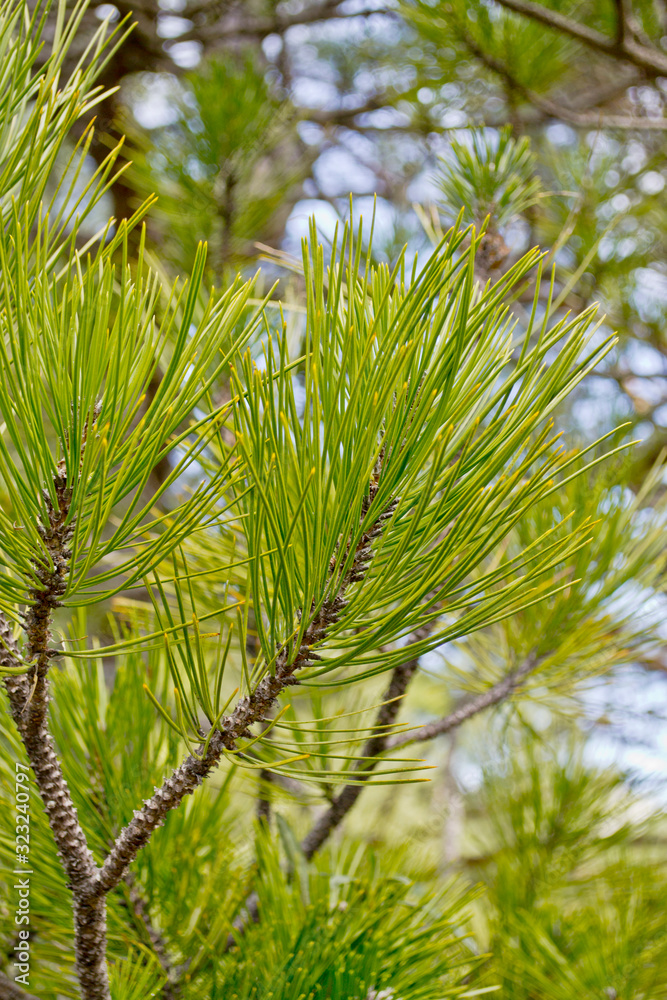 detalle de agujas de pino verde detalle de agujas de pino verde