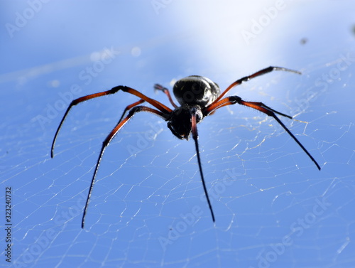 Close up of a golden orb spider on its web