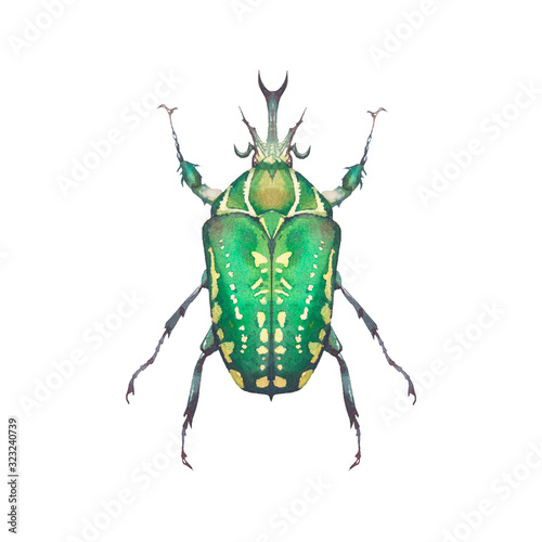 Fotografering Watercolor green beetle illustration