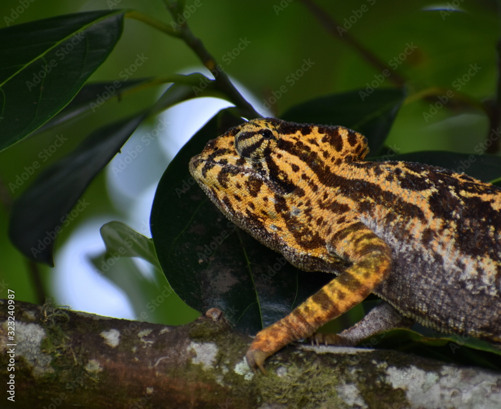 Colorful male chameleon in a tree in Madagascar Colorful male chameleon in a tree in Madagascar