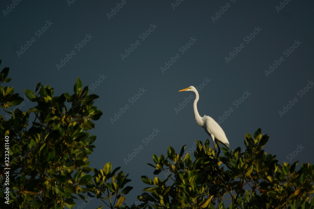 Great egret (Ardea alba) perched on a tree branch Great egret (Ardea alba) perched on a tree branch