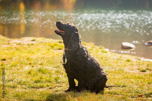 Beautiful black young cocker spaniel playing in a green autumn landscape wearing a compass , Sfanta Ana, Romania photo