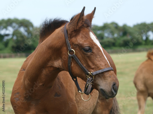 Foal Headshot