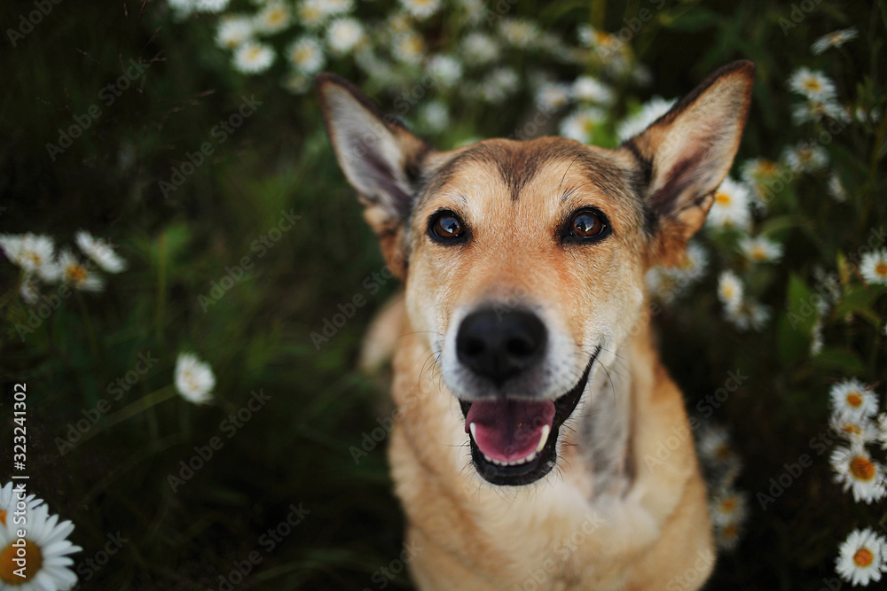 Happy dog in blooming field at summer day