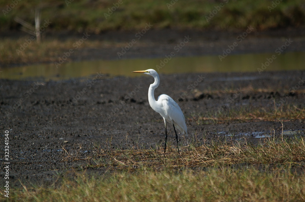 Great egret (Ardea alba) perched on watery soil Great egret (Ardea alba) perched on watery soil