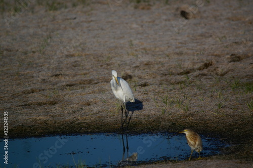 Great egret (Ardea alba) perched on watery soil photo