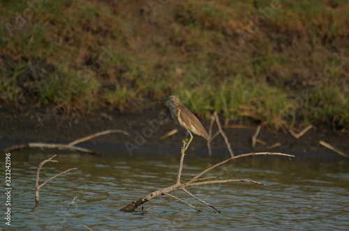 Javan pond heron (Ardeola speciosa) perched on a branch photo