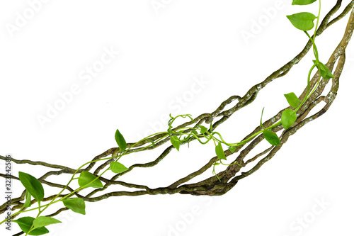 circular vine at the roots of tropical trees