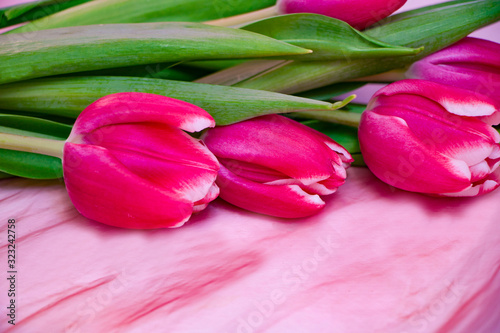 Bouquet of pink tulips on a pink background. Holiday card.
