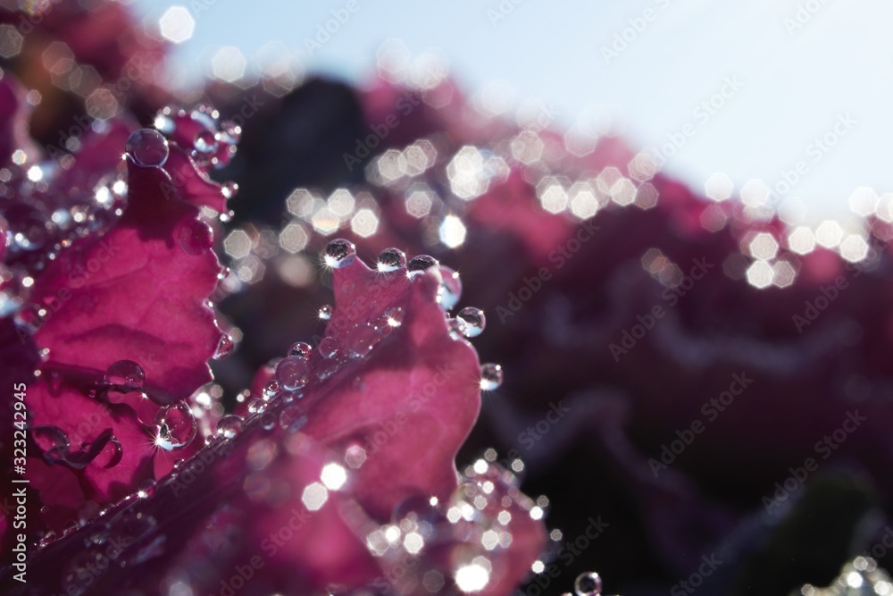 morning dew morning dew