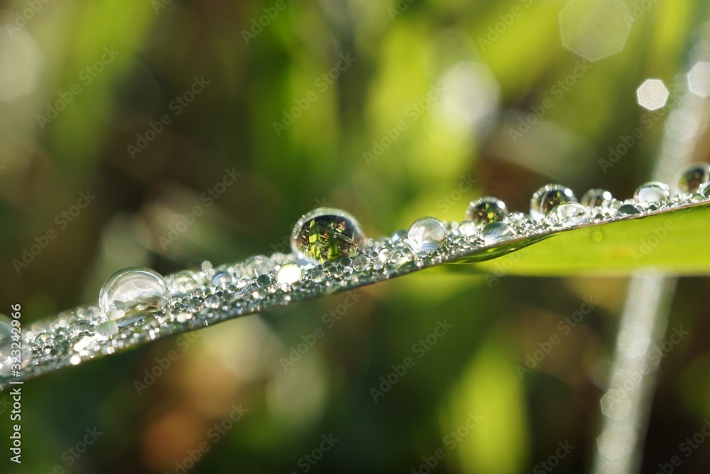 morning dew morning dew