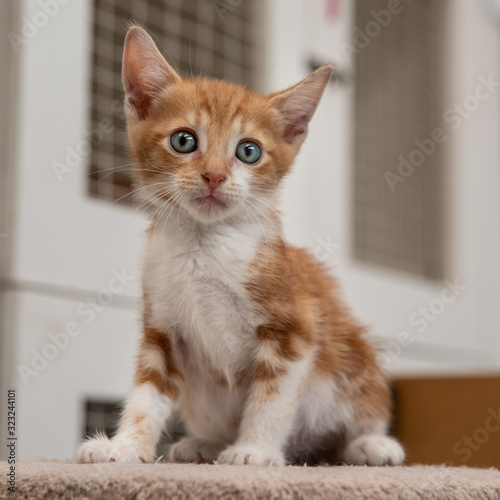 Cute ginger and white kitten sitting up staring with big green eyes