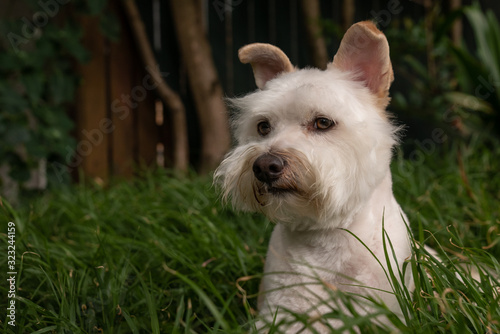 Quadro em tela Young white furry dog lying in the green grass