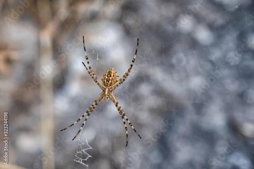 Argiope lobata spider sitting in a web © Lianna Art