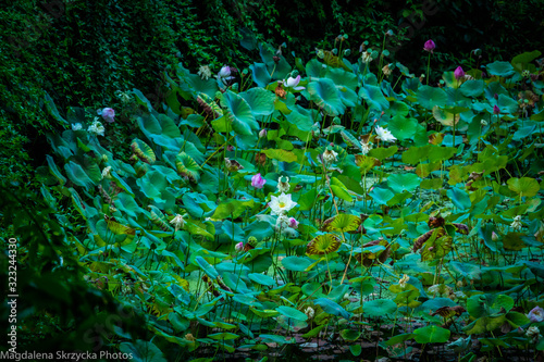 lotous fower in green nature landescape