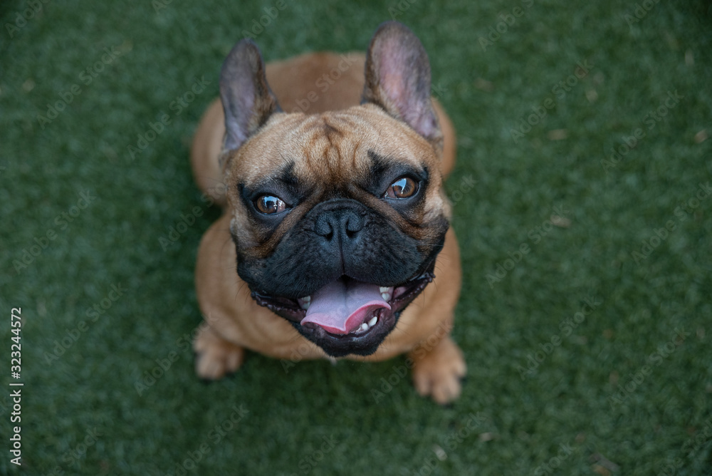 Beautiful purebred French Bulldog looking up with green grass background