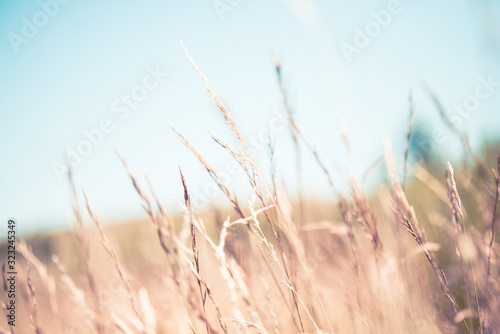 wheat field close-up on a summer day